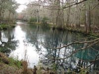 Manatee Springs